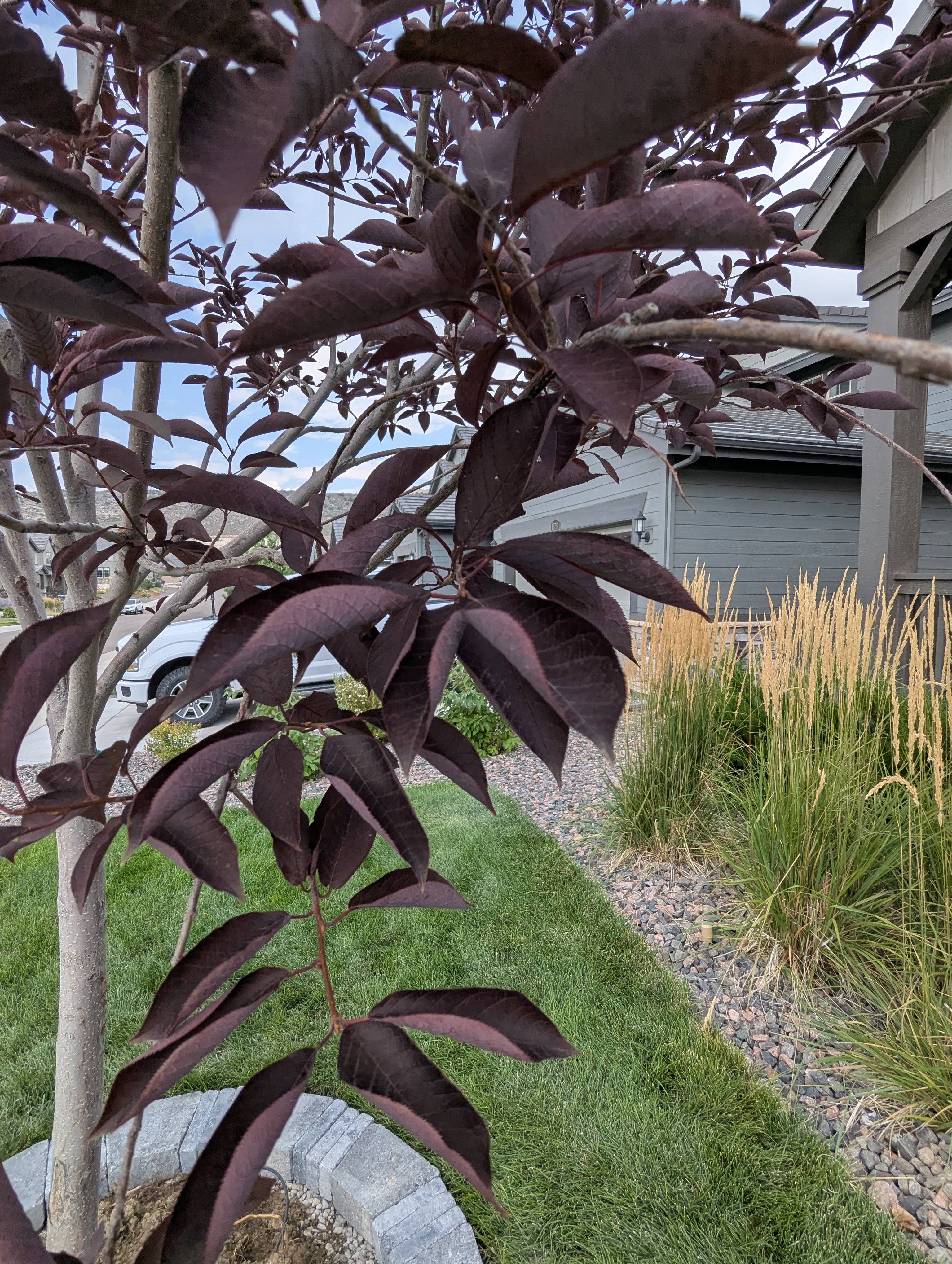 Tree Ring, Home Improvement, Morrison, Colorado